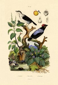 Manakins, 1833-39 alkotó: French School